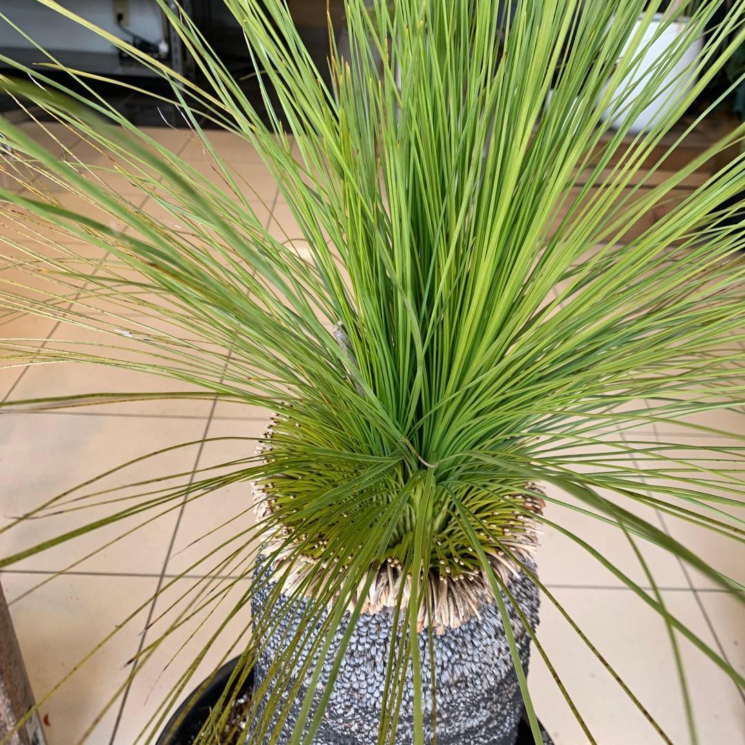 幹高め　分頭 クサントロエア ジョンソニー ブラックボーイ 発根済み