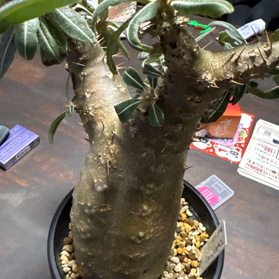 パキポディウムマカイエンセ塊根植物