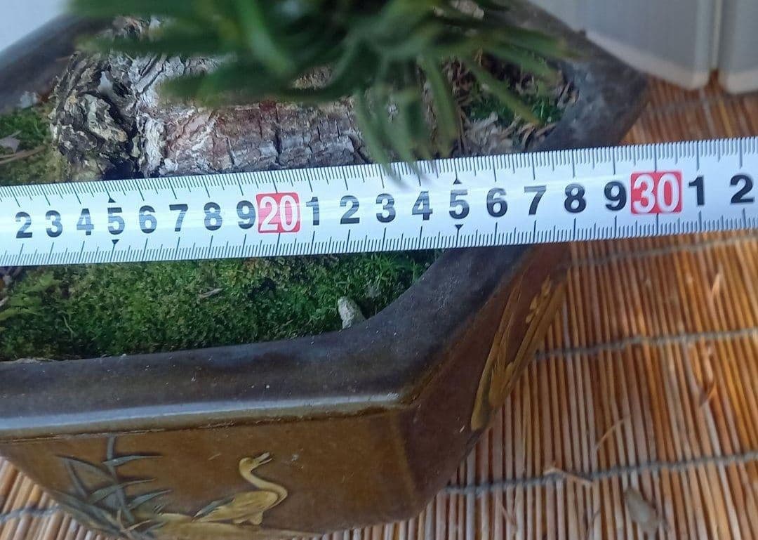 ※10月26日剪定後の写真3枚追加※ ●盆栽● ●寸消黒松● ●樹齢50年位●