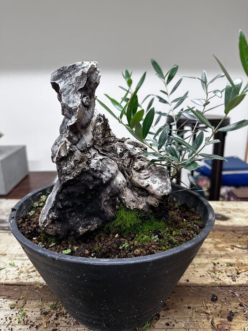 り*)様 古木オリーブ　盆栽