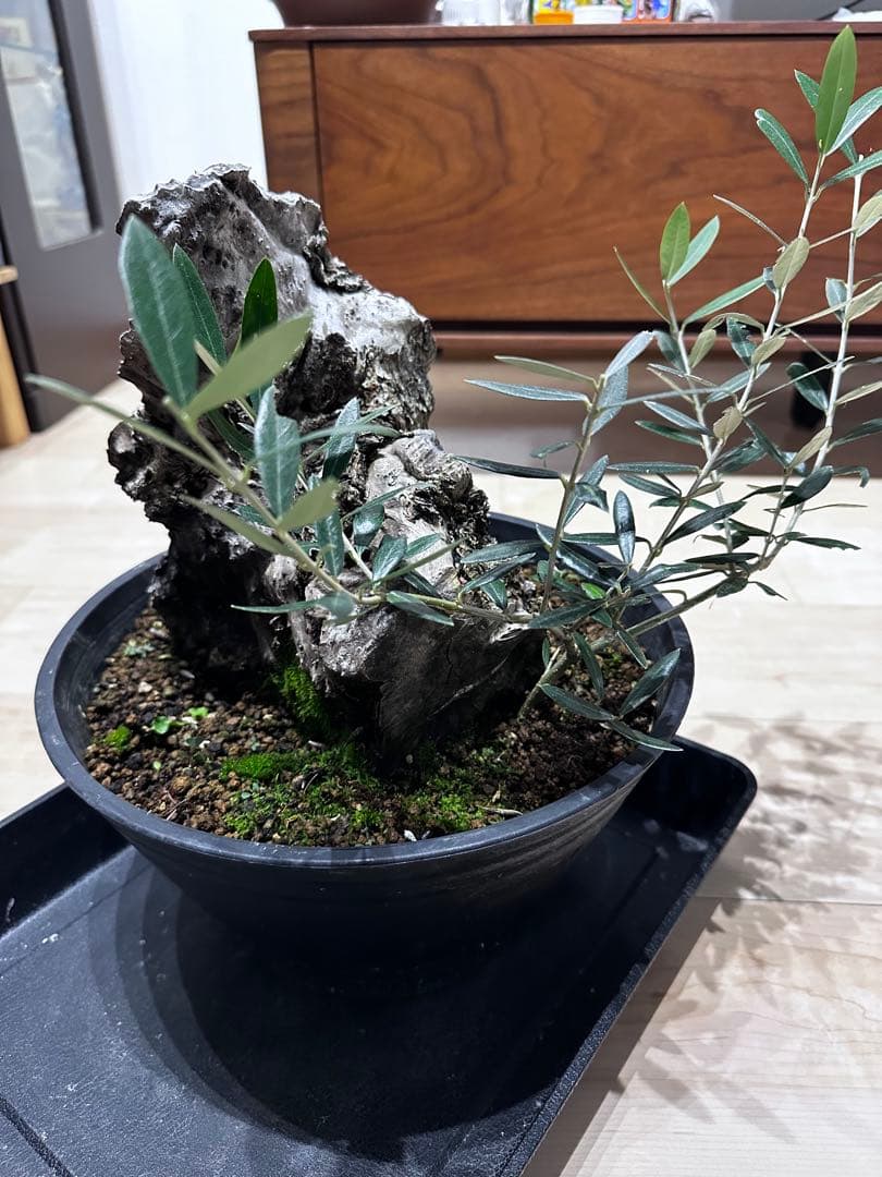 り*)様 古木オリーブ　盆栽