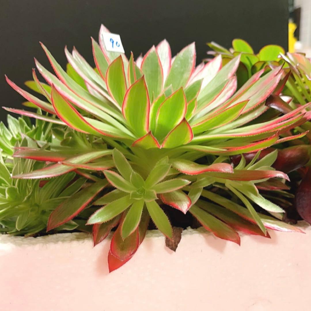 90#多肉アエオニウム錦コーニッシュトリビュート錦❤️1大頭5小頭 21cm拔き苗