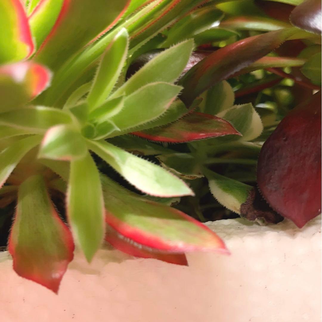 90#多肉アエオニウム錦コーニッシュトリビュート錦❤️1大頭5小頭 21cm拔き苗