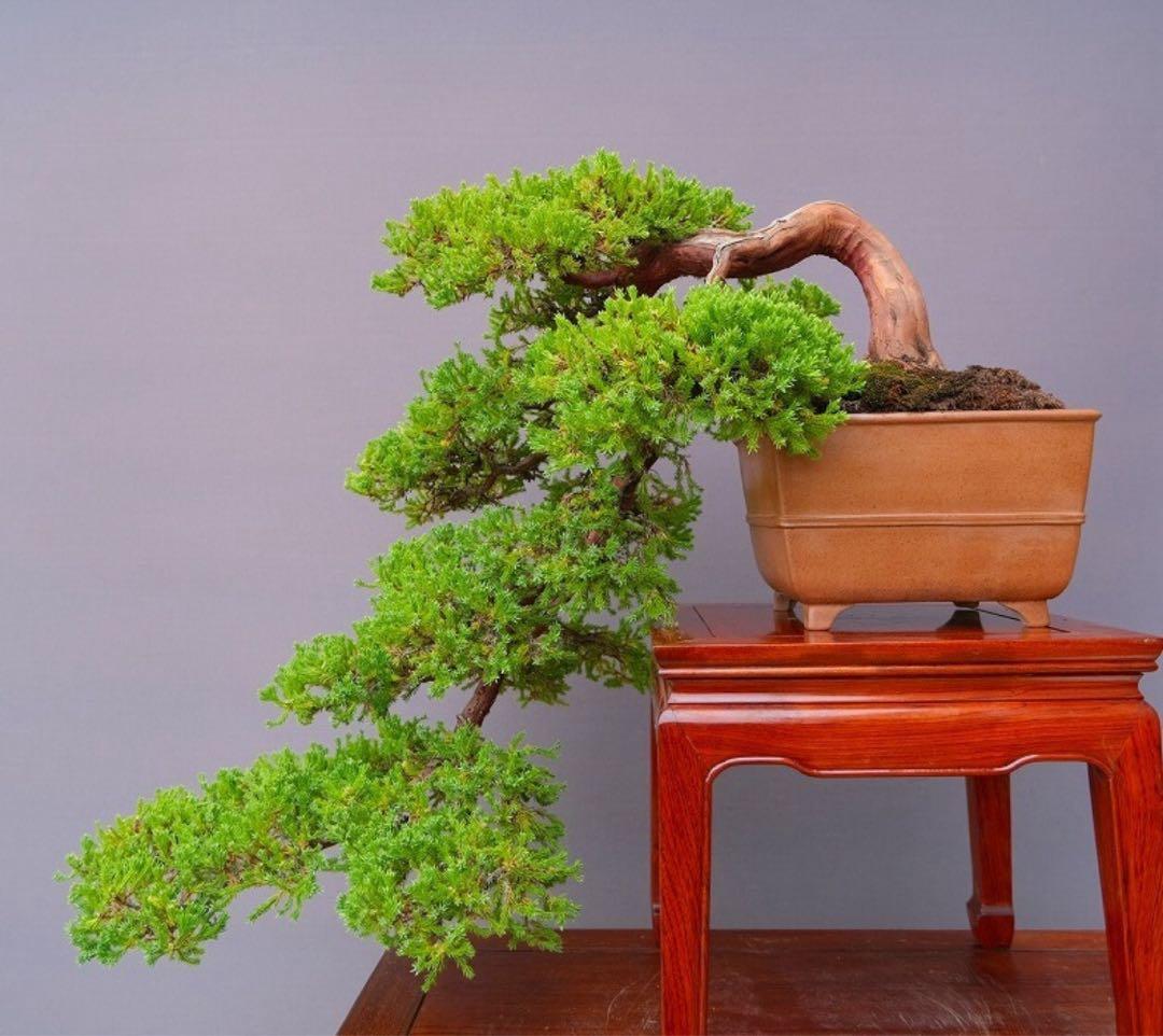 【ソナレ】盆栽　大懸崖　黒松　赤松　五葉松　真柏　大品