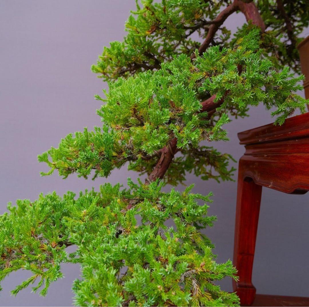 【ソナレ】盆栽　大懸崖　黒松　赤松　五葉松　真柏　大品