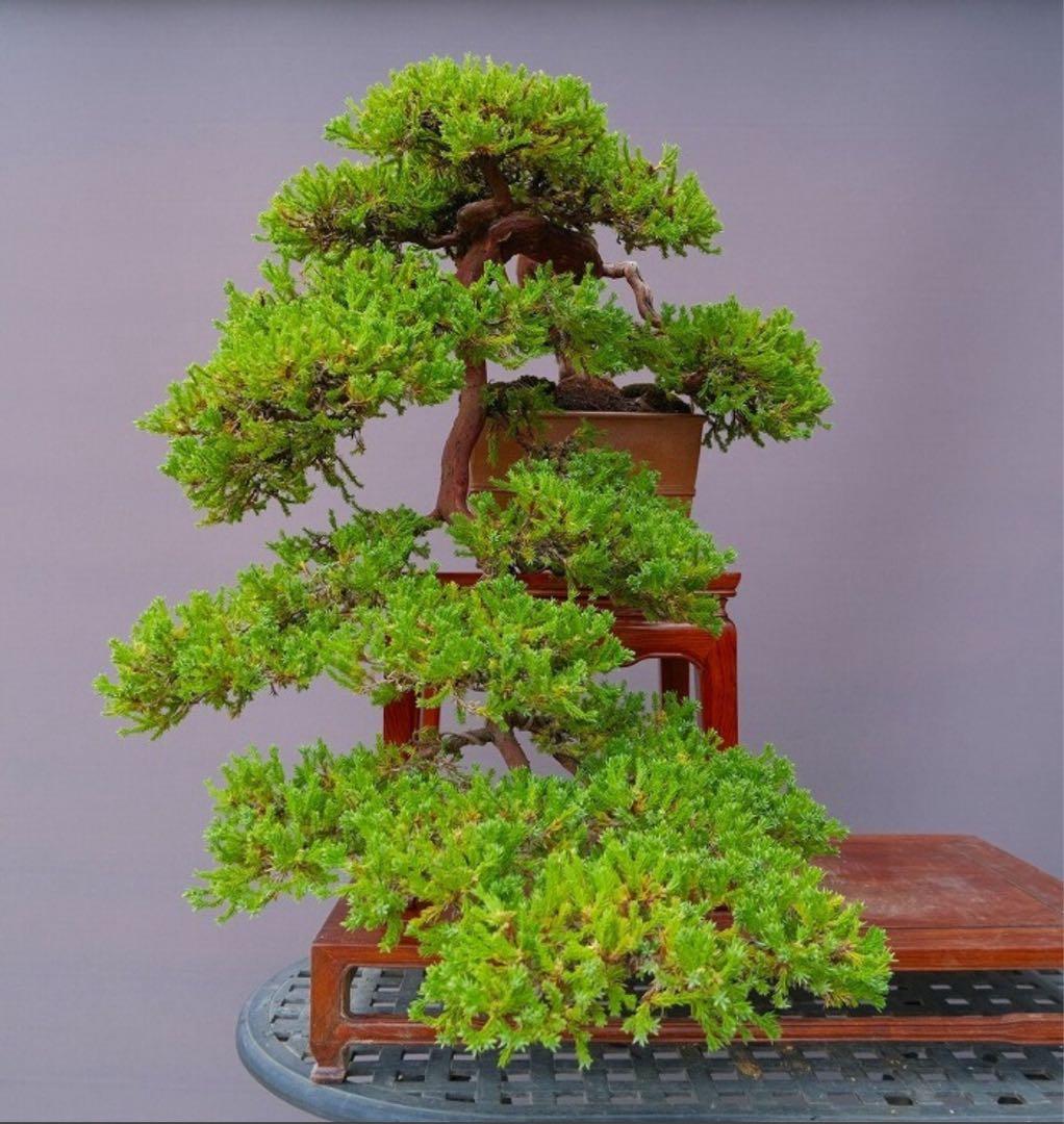 【ソナレ】盆栽　大懸崖　黒松　赤松　五葉松　真柏　大品