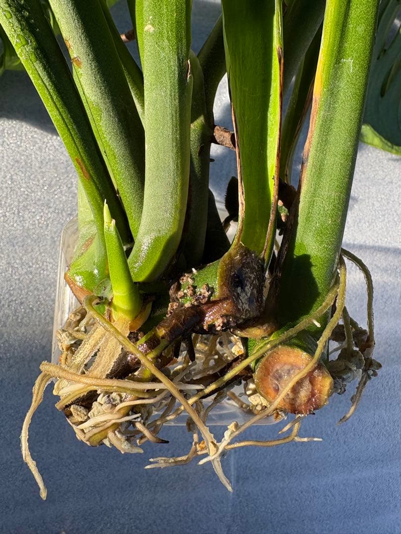 モンステラ エスケレート