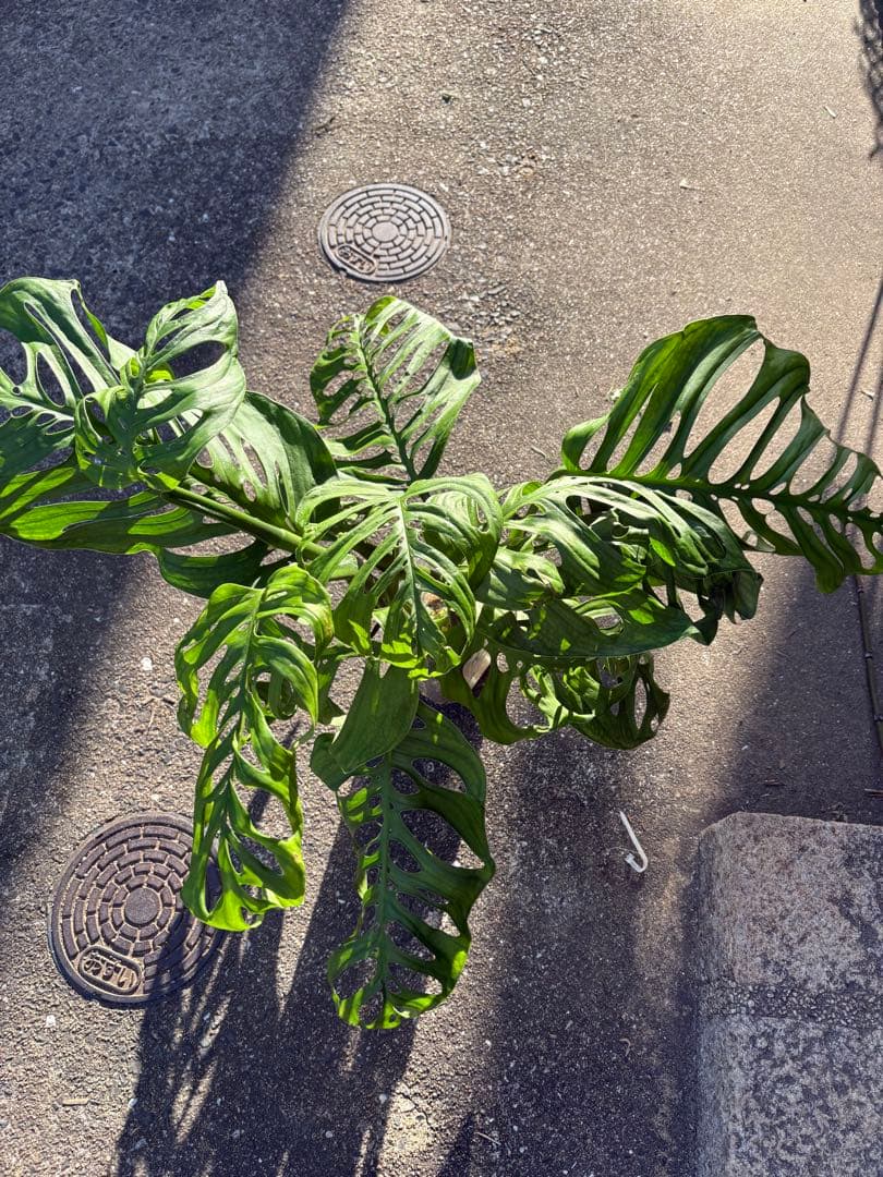 モンステラ エスケレート