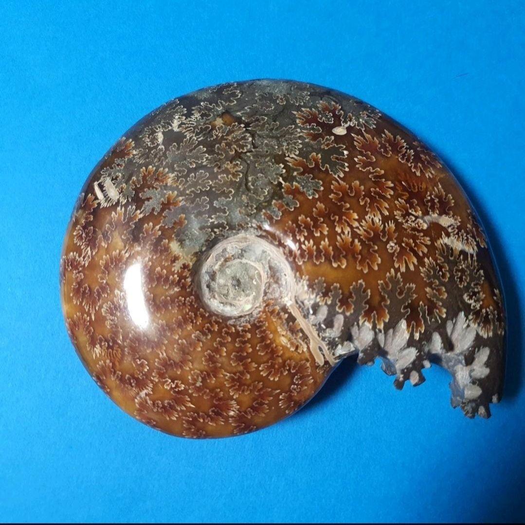大型マダガスカル産 アンモナイト 化石 縫合線付