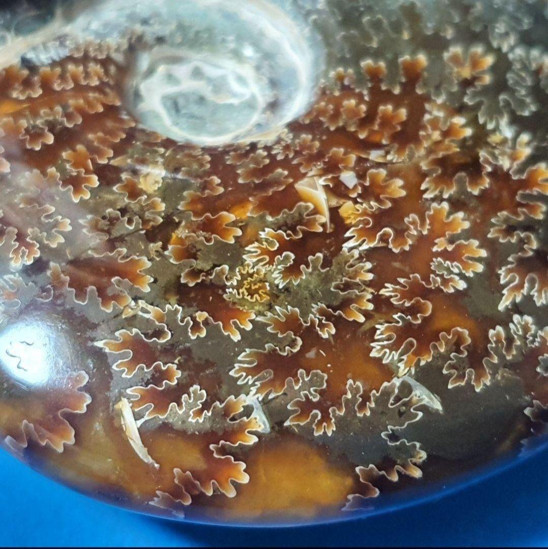 大型マダガスカル産 アンモナイト 化石 縫合線付