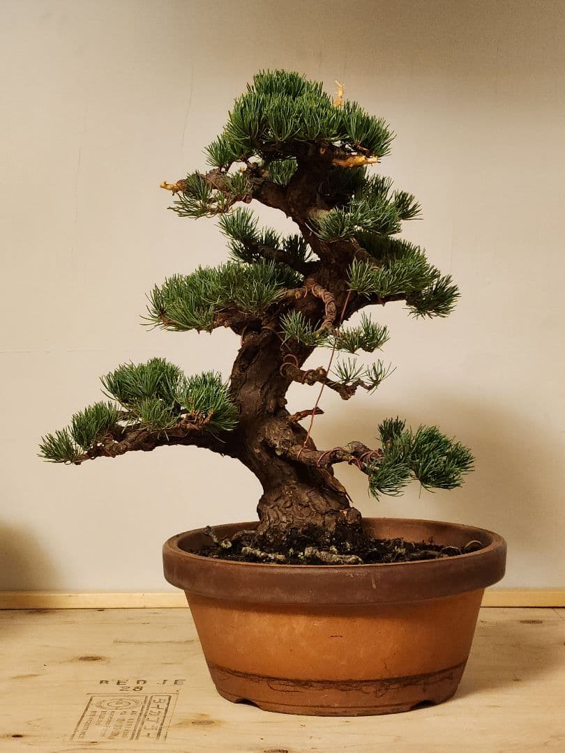 五葉松盆栽 五葉松盆栽 真柏盆栽 懸崖 真柏 黒松 赤松 五葉松