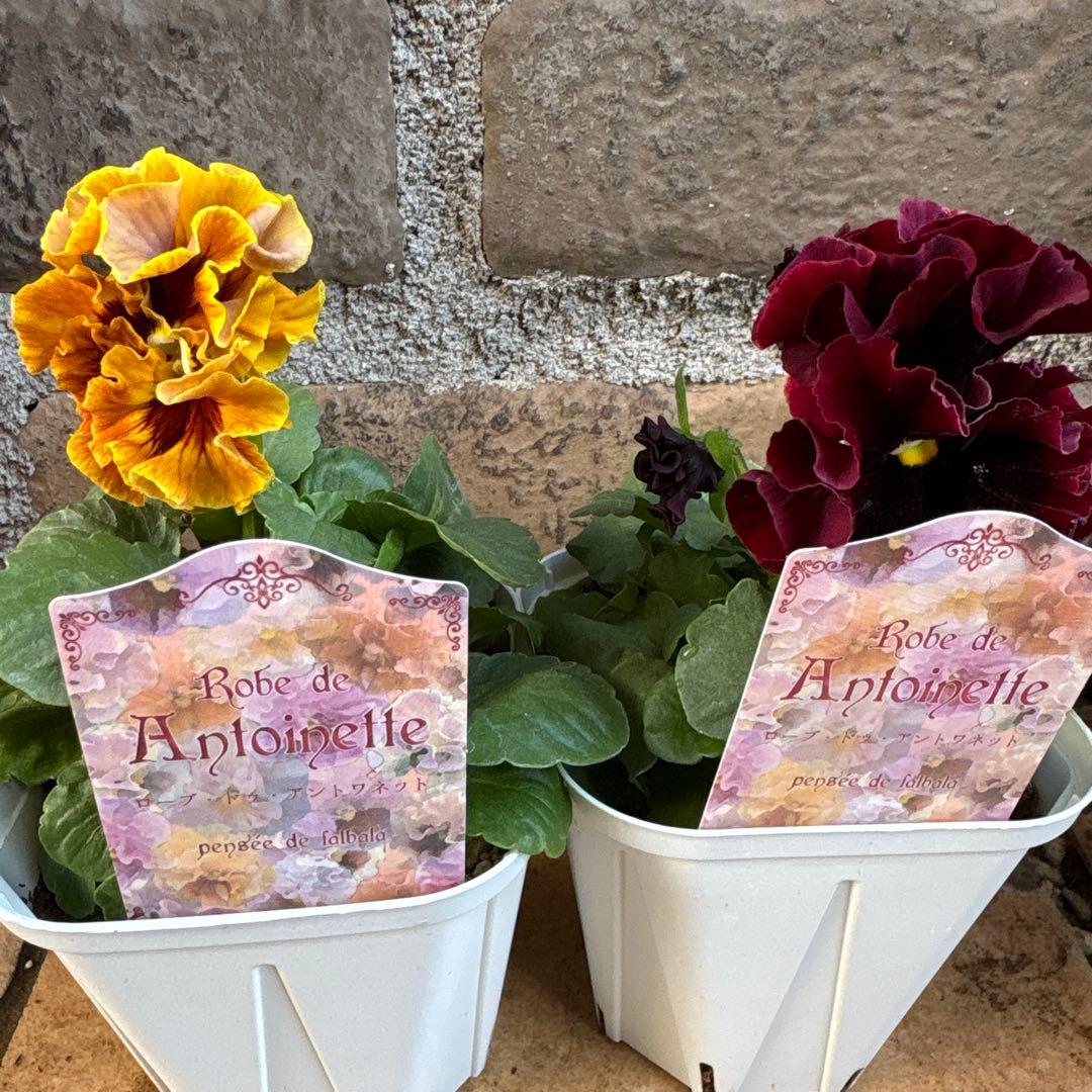 ローヴドゥアントワネットセット