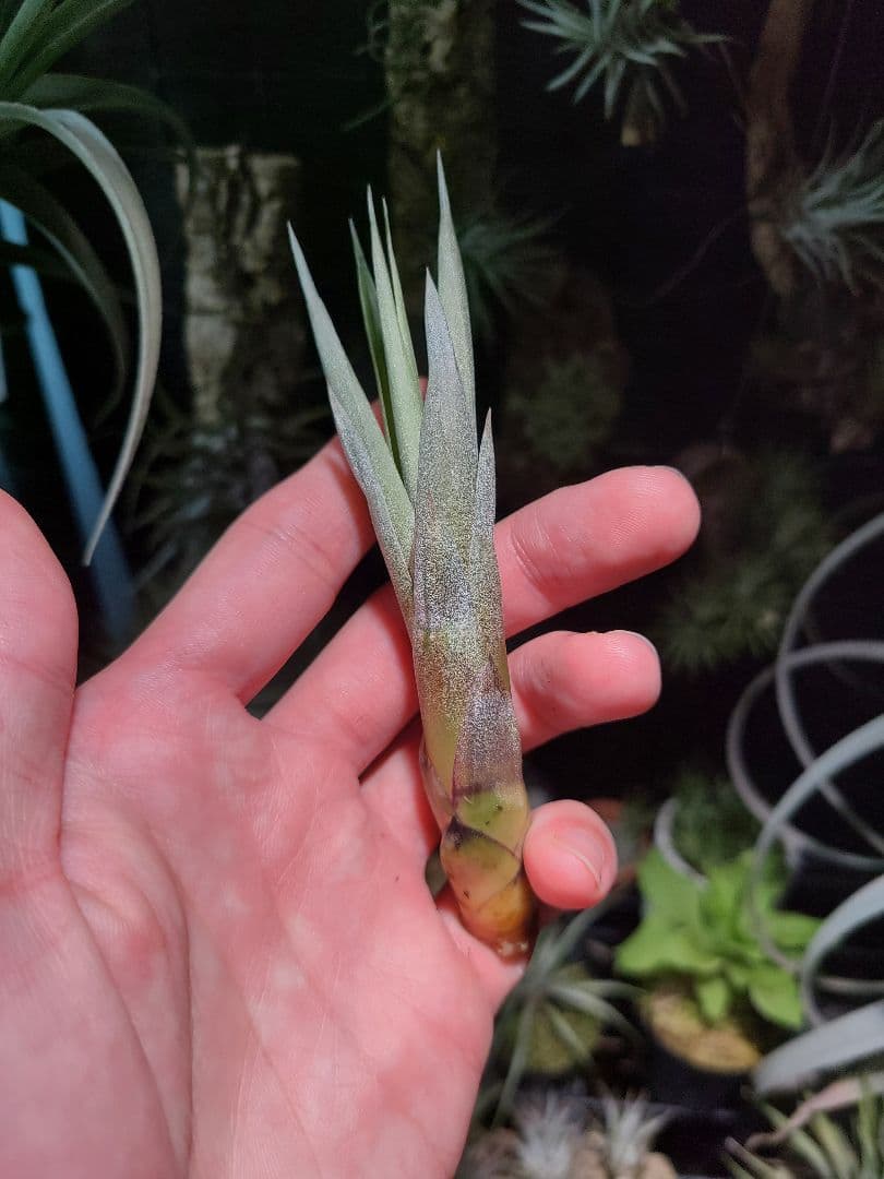 プルメリア ページ