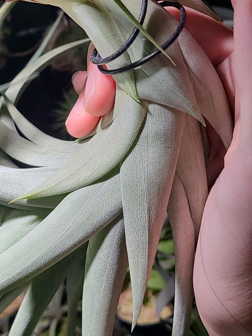 プルメリア ページ