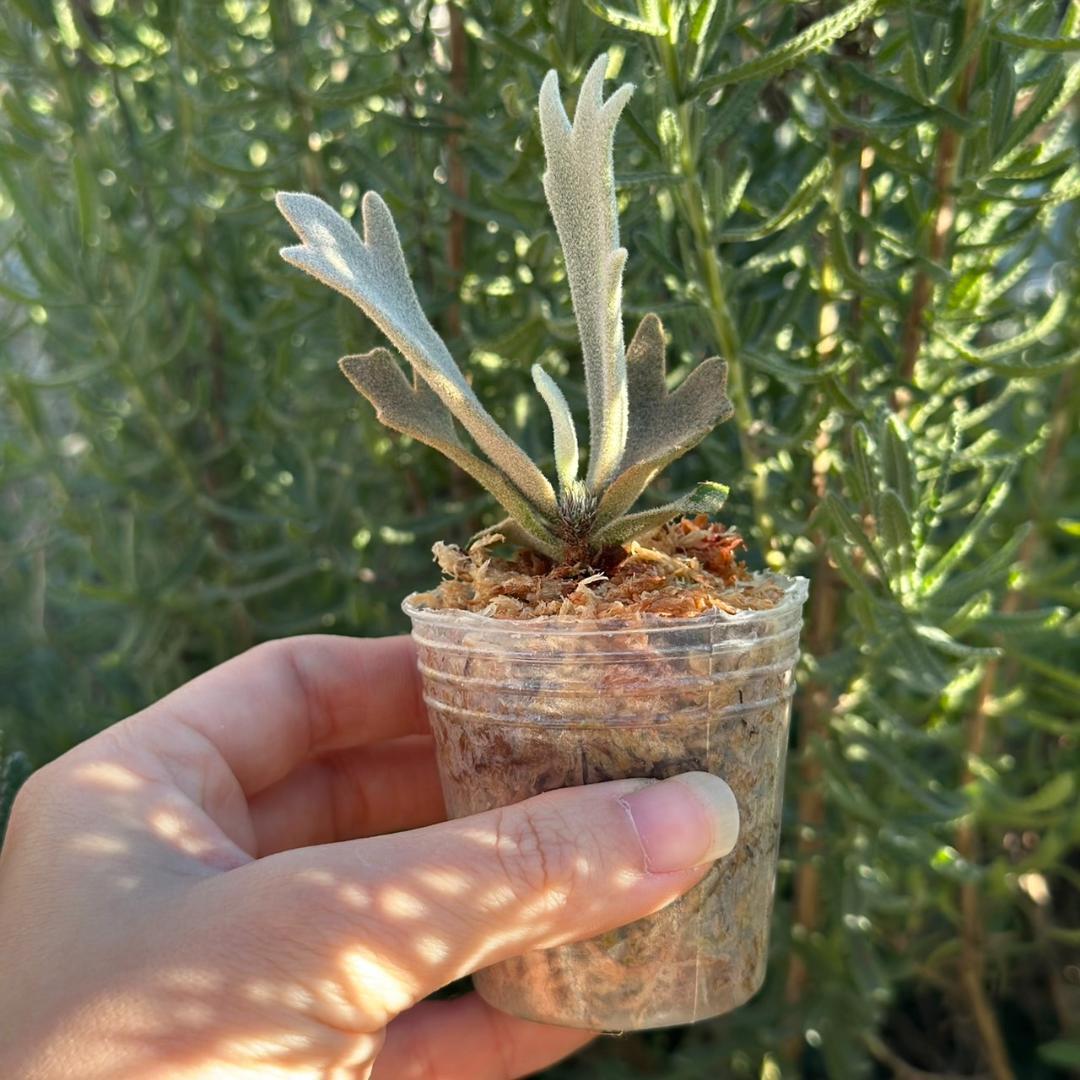 P.willinckii ’Asurada’ Sporeling 08