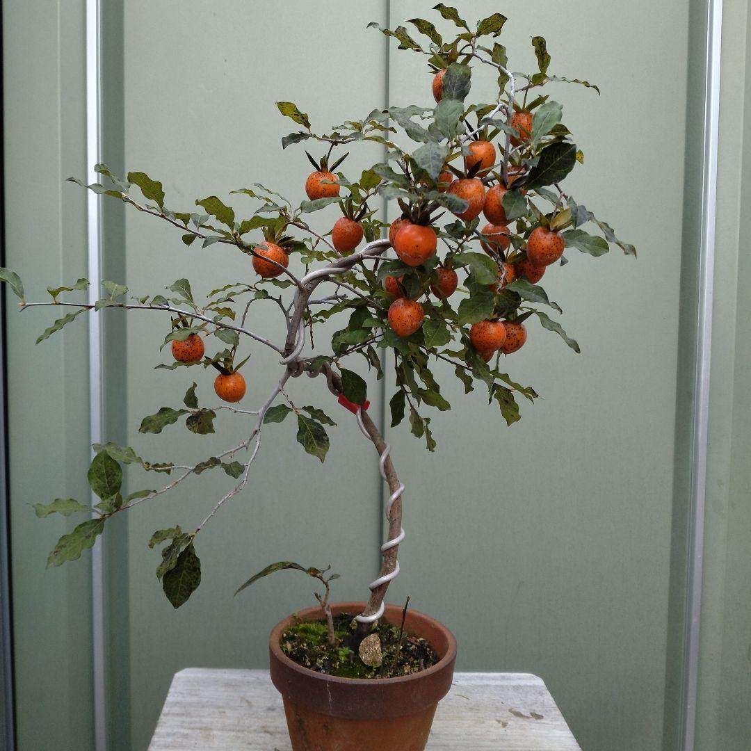 ローヤ柿（老爺柿）