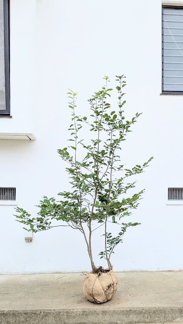 秀。山採りソヨゴ。