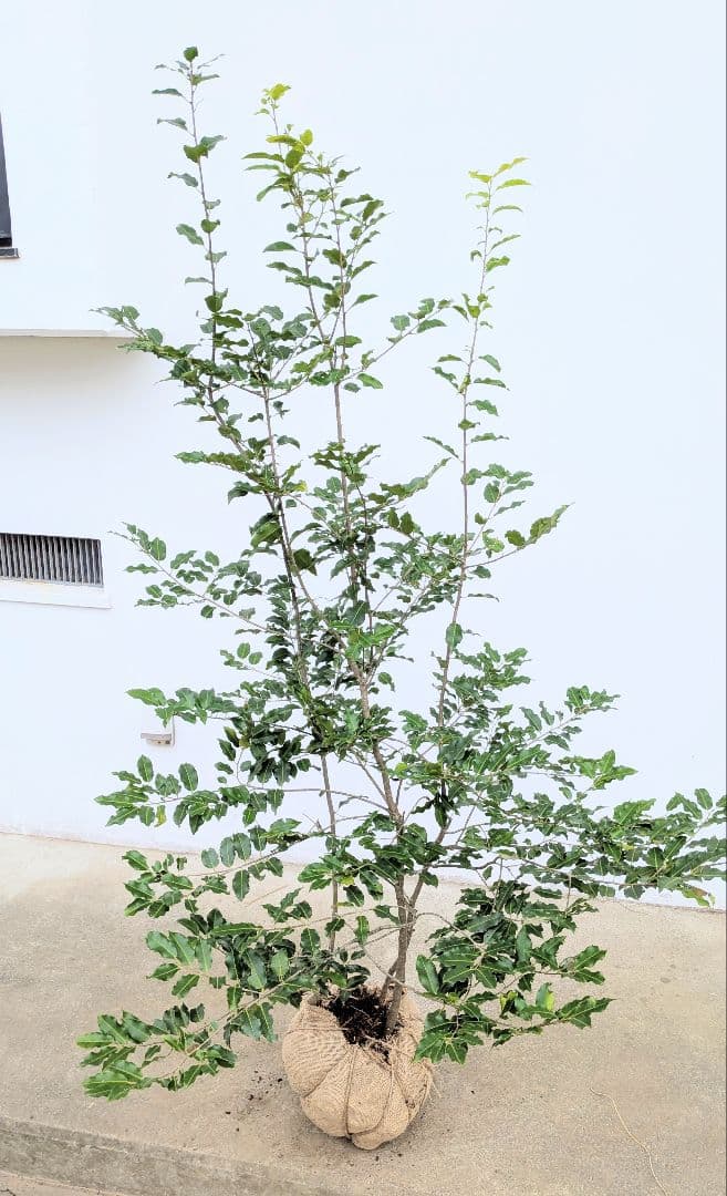 秀。山採りソヨゴ。