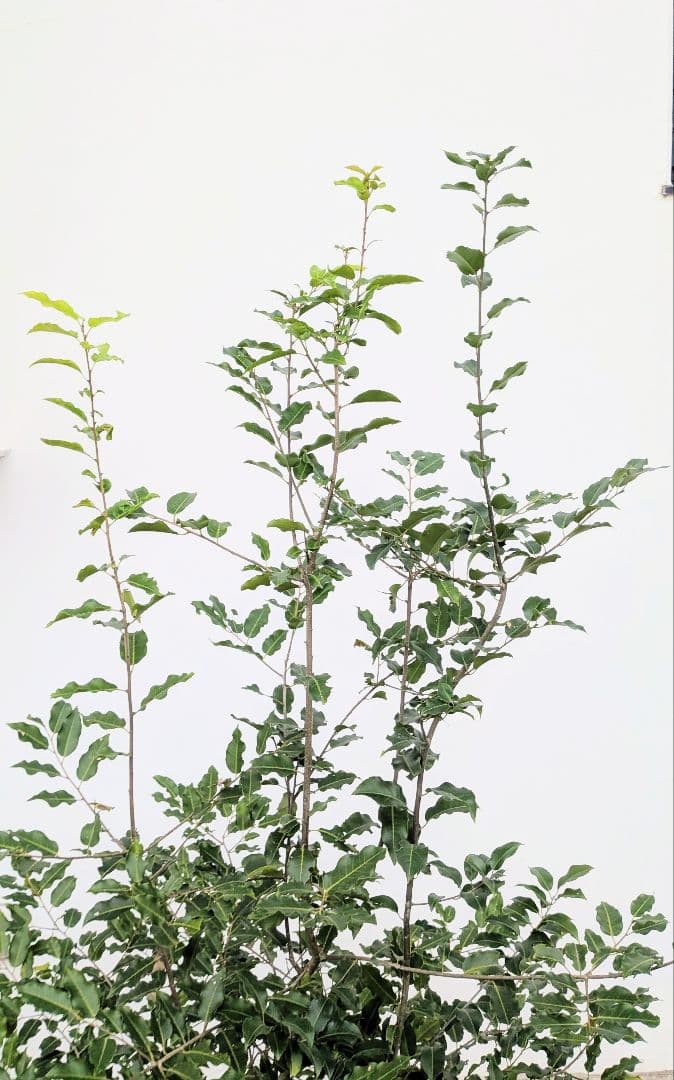 秀。山採りソヨゴ。