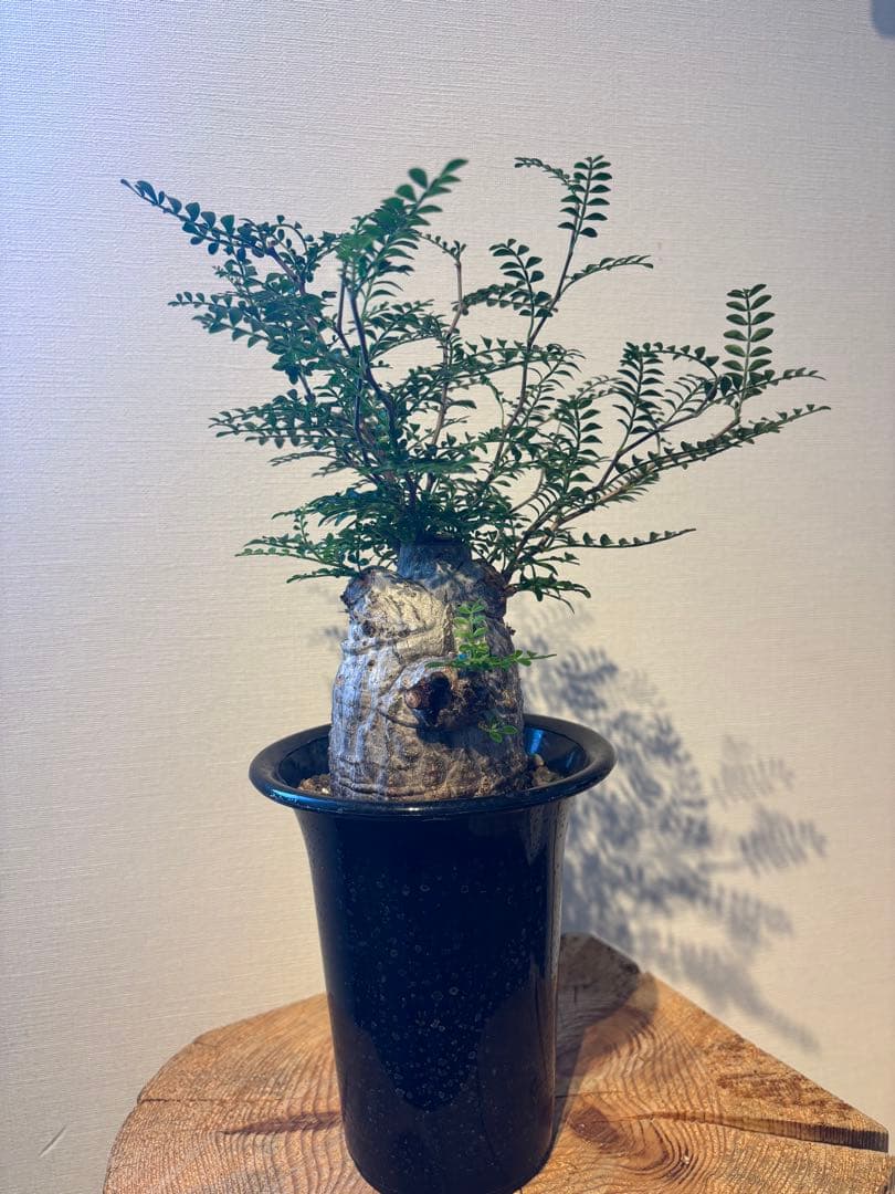 値下不可　現地株　発根済　手乗り　白肌　 オペルクリカリア　パキプス　塊根