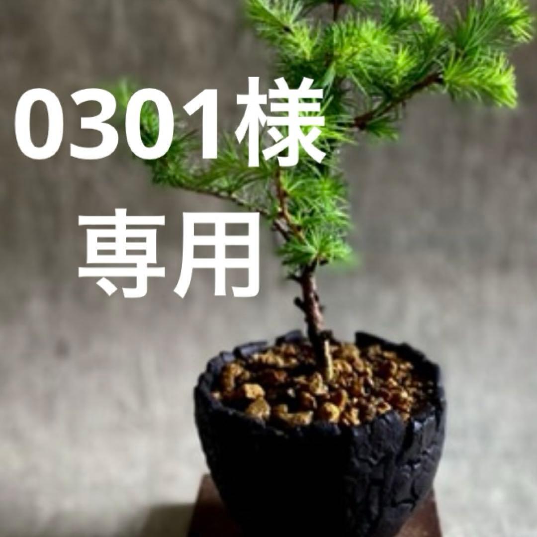 0301ページです。画像の器4枚