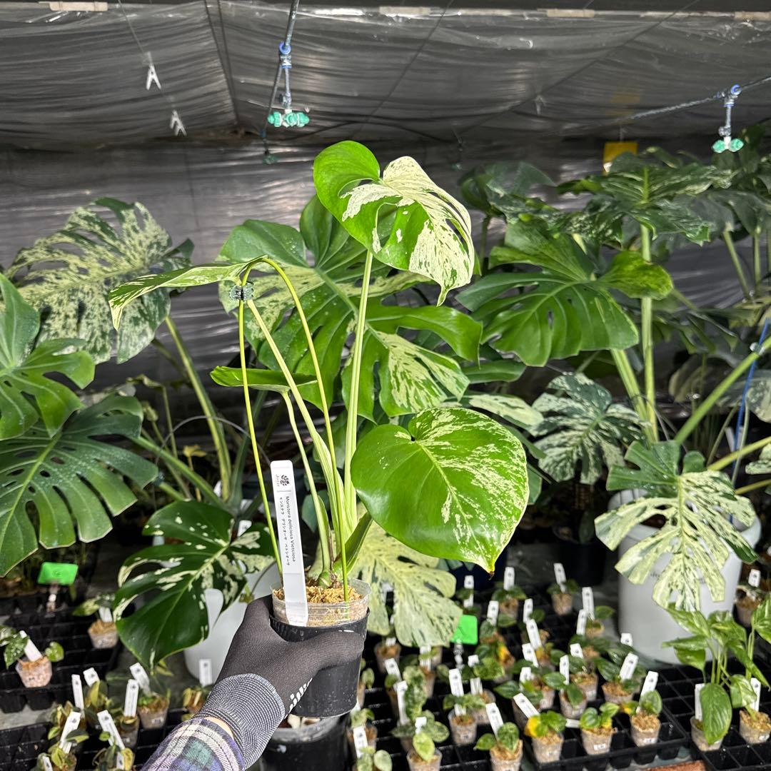 VCC1 モンステラ　デリシオーサ　ベトシオーサ　美斑入り株