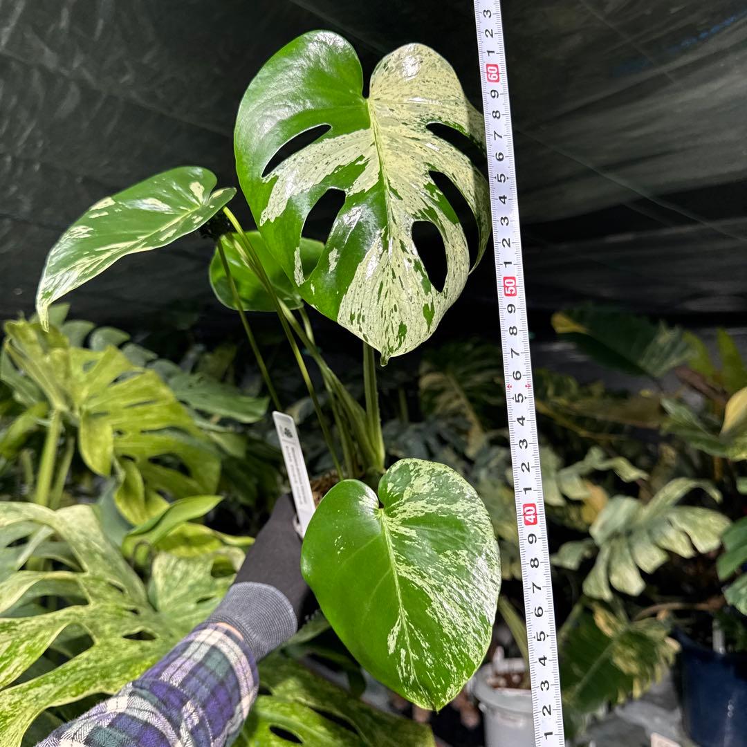 VCC1 モンステラ　デリシオーサ　ベトシオーサ　美斑入り株