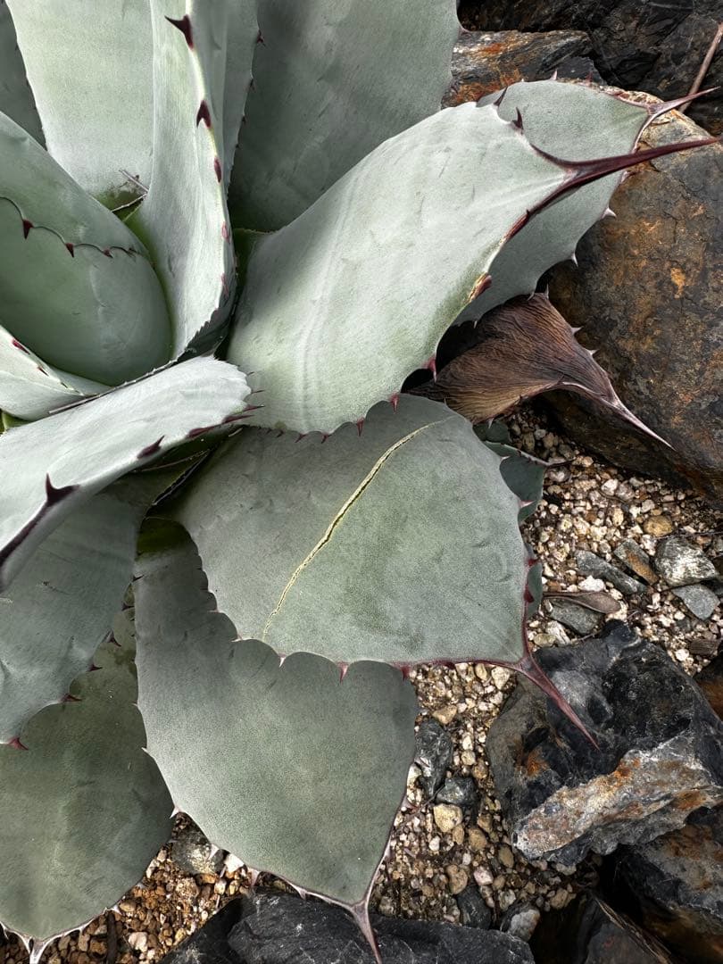 m*️様 アガベ　パリー　トランカータ　ハンティントン　吉祥天