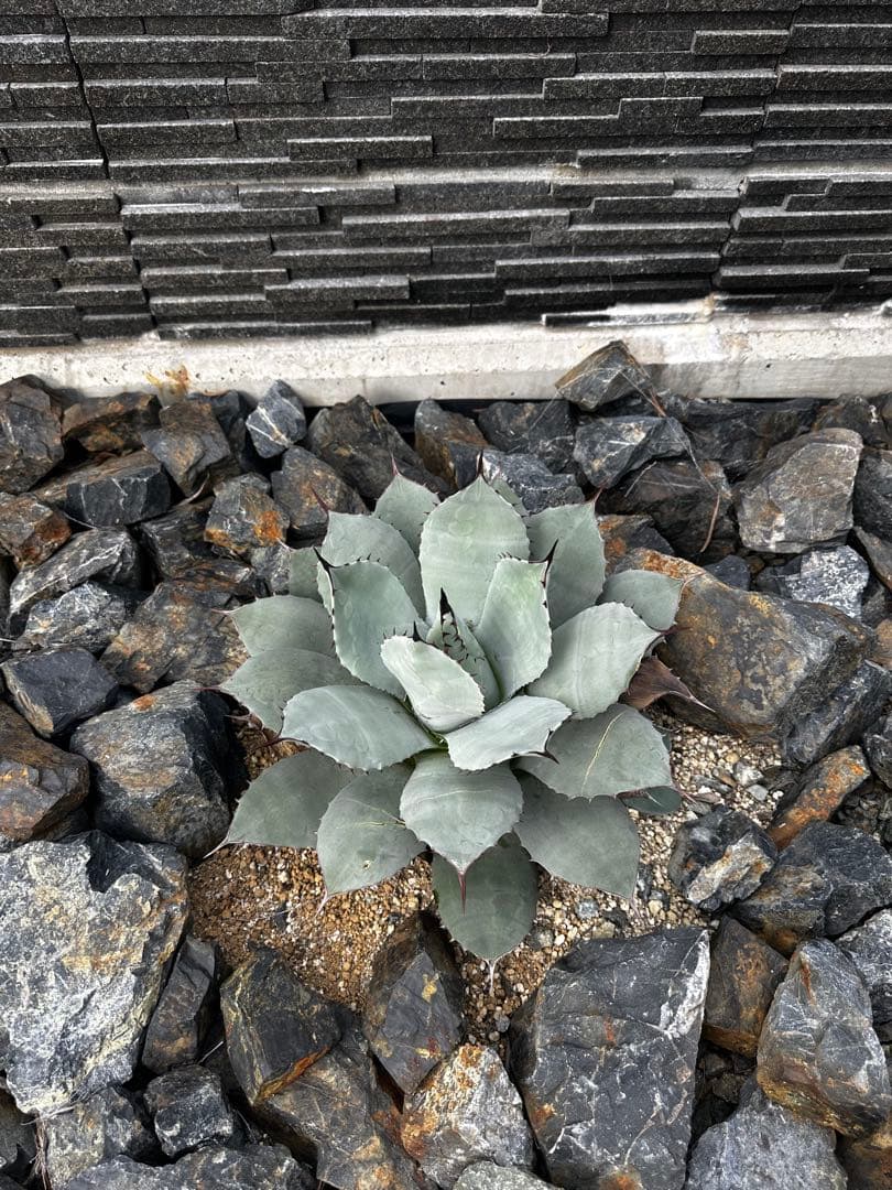 m*️様 アガベ　パリー　トランカータ　ハンティントン　吉祥天