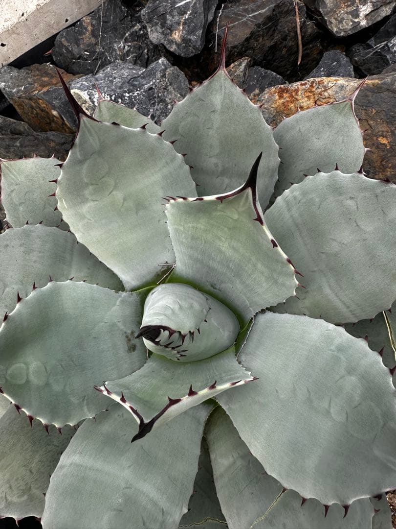 m*️様 アガベ　パリー　トランカータ　ハンティントン　吉祥天