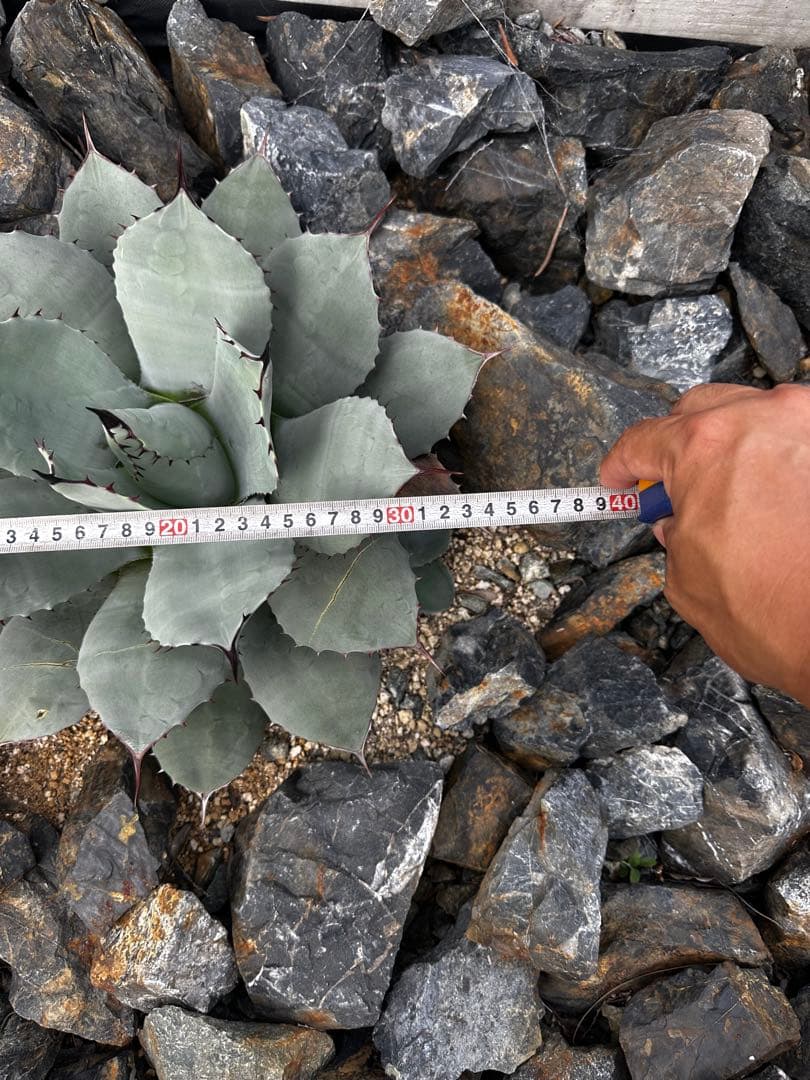 m*️様 アガベ　パリー　トランカータ　ハンティントン　吉祥天