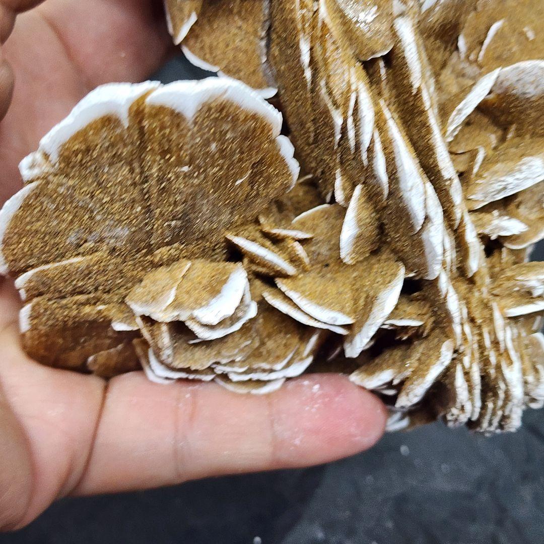 天然石 砂漠ローズ 美しいローズ状結晶 約16cm