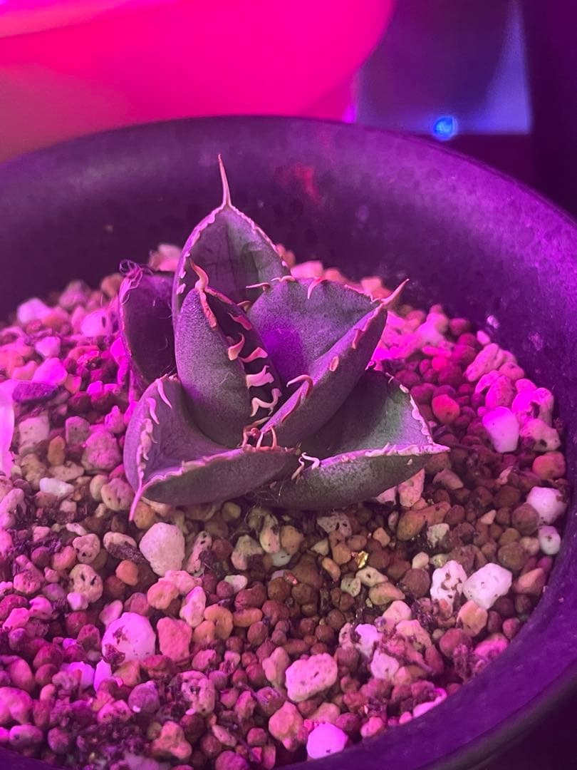 アガベジャガノート