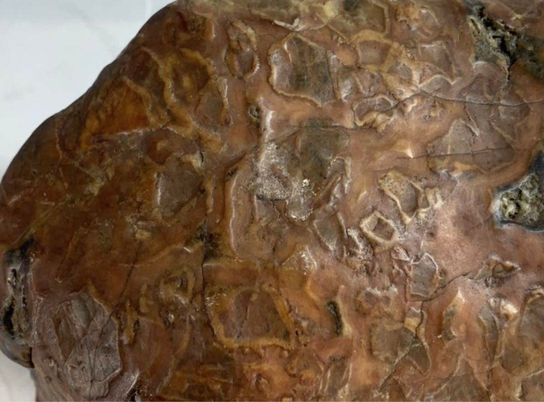 3938瀬田川飴豹石 ウブ 横21×高17×奥行11.5(cm) 5.86kg