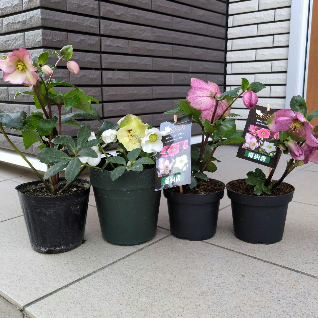 開花株　花苗 クリスマスローズ 氷の薔薇 雪の妖精 ニゲル ４鉢セット