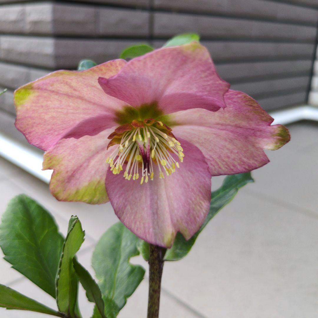 開花株　花苗 クリスマスローズ 氷の薔薇 雪の妖精 ニゲル ４鉢セット