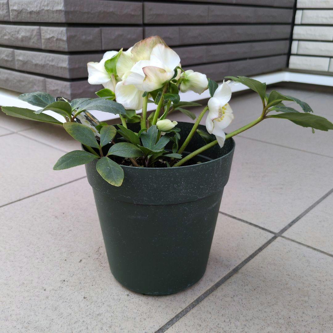 開花株　花苗 クリスマスローズ 氷の薔薇 雪の妖精 ニゲル ４鉢セット