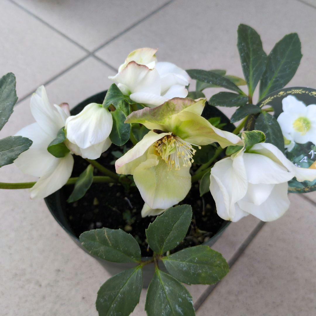 開花株　花苗 クリスマスローズ 氷の薔薇 雪の妖精 ニゲル ４鉢セット