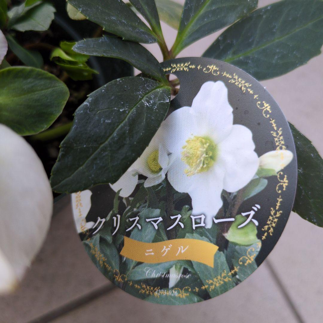 開花株　花苗 クリスマスローズ 氷の薔薇 雪の妖精 ニゲル ４鉢セット
