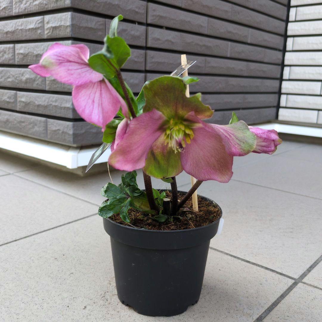 開花株　花苗 クリスマスローズ 氷の薔薇 雪の妖精 ニゲル ４鉢セット