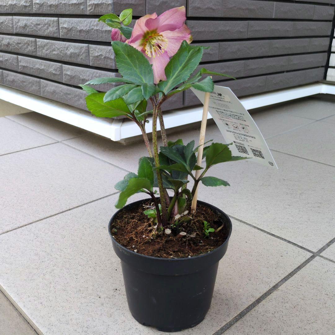 開花株　花苗 クリスマスローズ 氷の薔薇 雪の妖精 ニゲル ４鉢セット