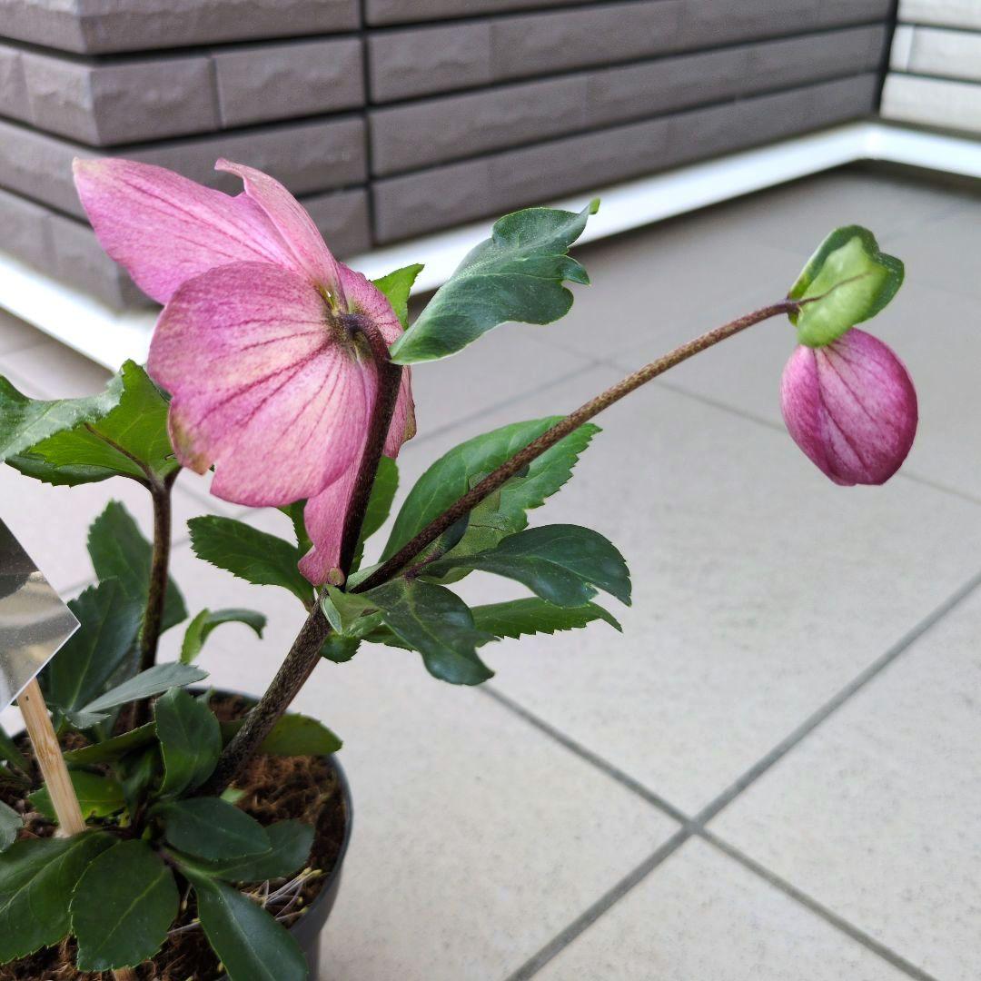 開花株　花苗 クリスマスローズ 氷の薔薇 雪の妖精 ニゲル ４鉢セット
