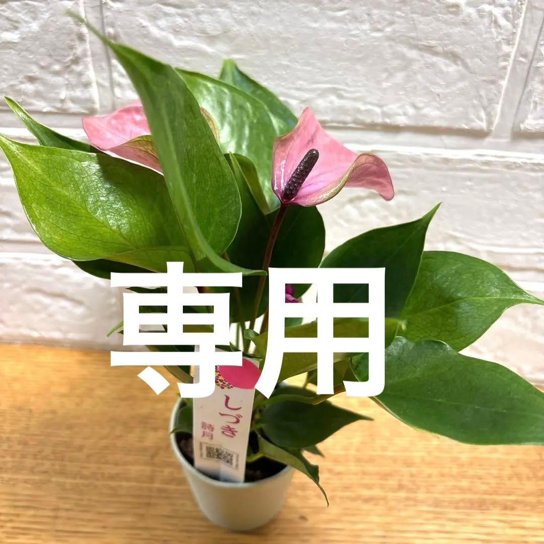 レア♡ミニアンスリウム♡しづき♡詩月♡2号♡ポットごと宅急便コンパクト