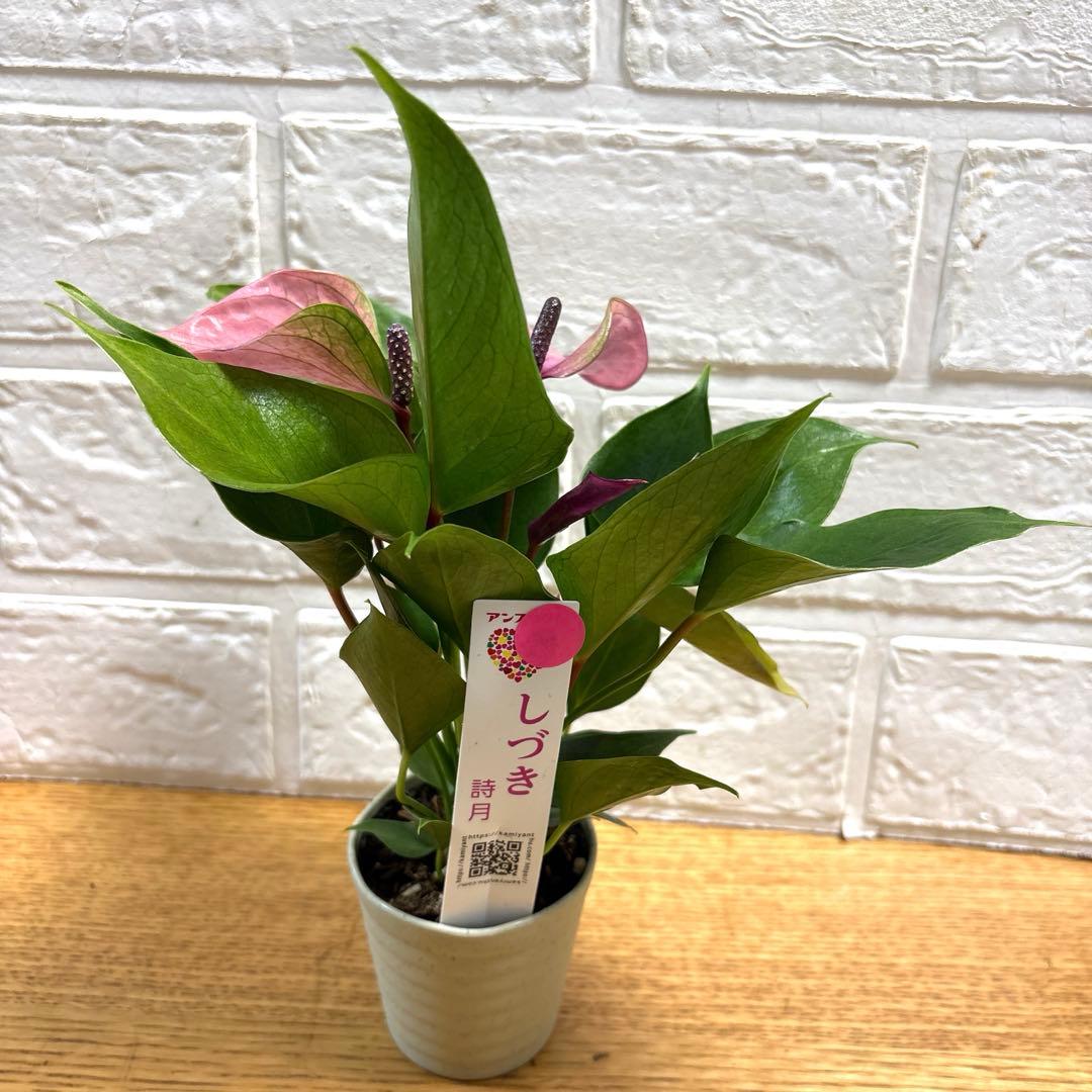 レア♡ミニアンスリウム♡しづき♡詩月♡2号♡ポットごと宅急便コンパクト