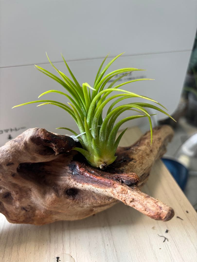 エアープランツ 3株セット