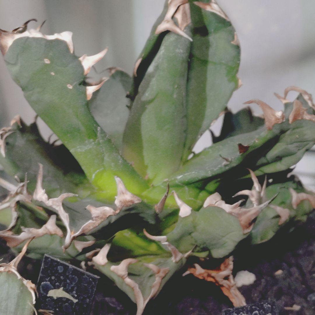 アガベ　鉢付き 5株まとめ売り　引き取り限定