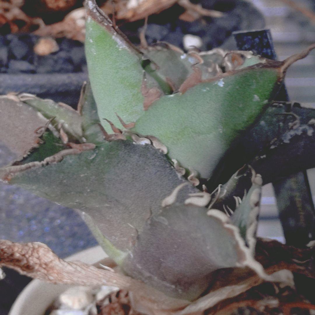 アガベ　鉢付き 5株まとめ売り　引き取り限定