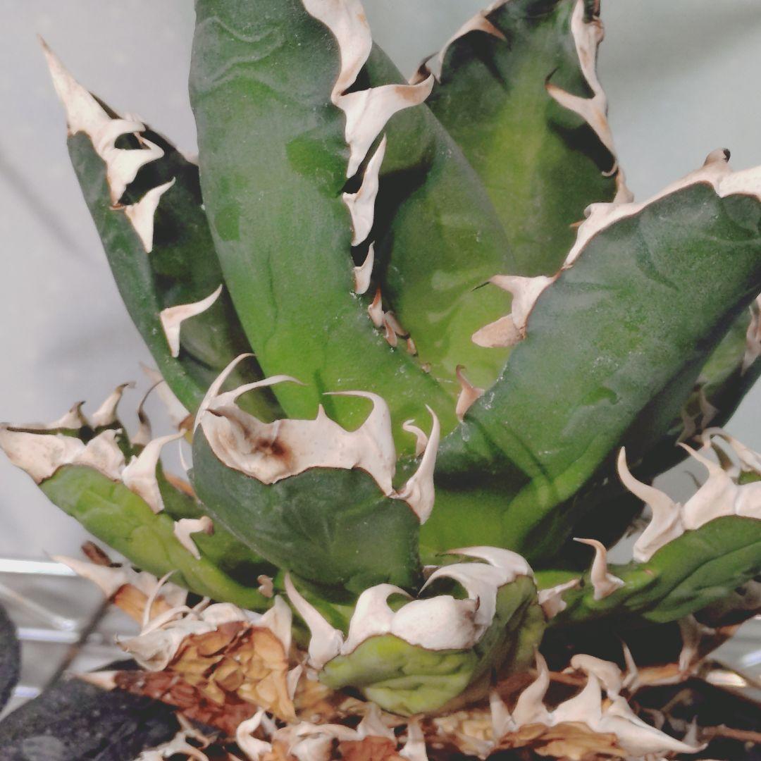 アガベ　鉢付き 5株まとめ売り　引き取り限定