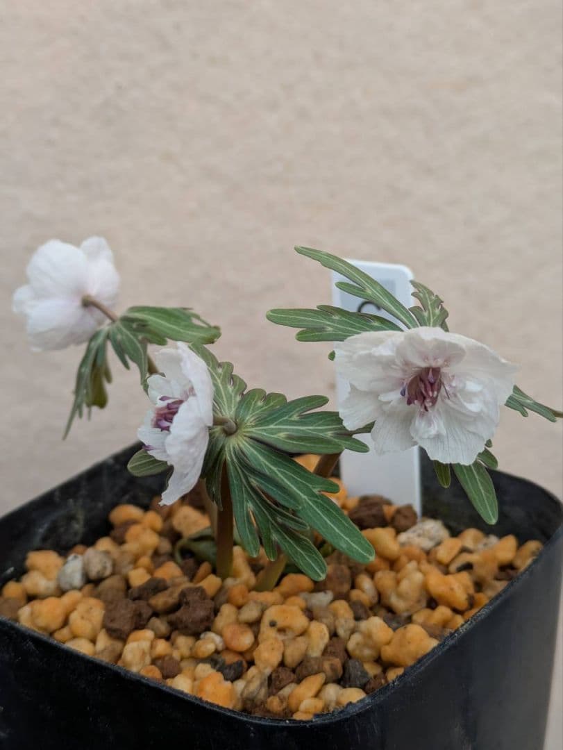 G.セツブンソウ　八重咲き　3花