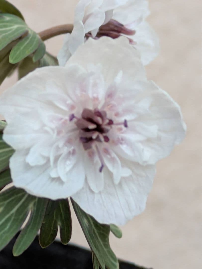 G.セツブンソウ　八重咲き　3花